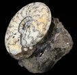Craspedites Ammonite Fossil - Russia #41509-1